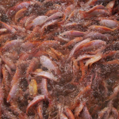 Giá cá điêu hồng tăng khá, người nuôi ở Tiền Giang có lãi